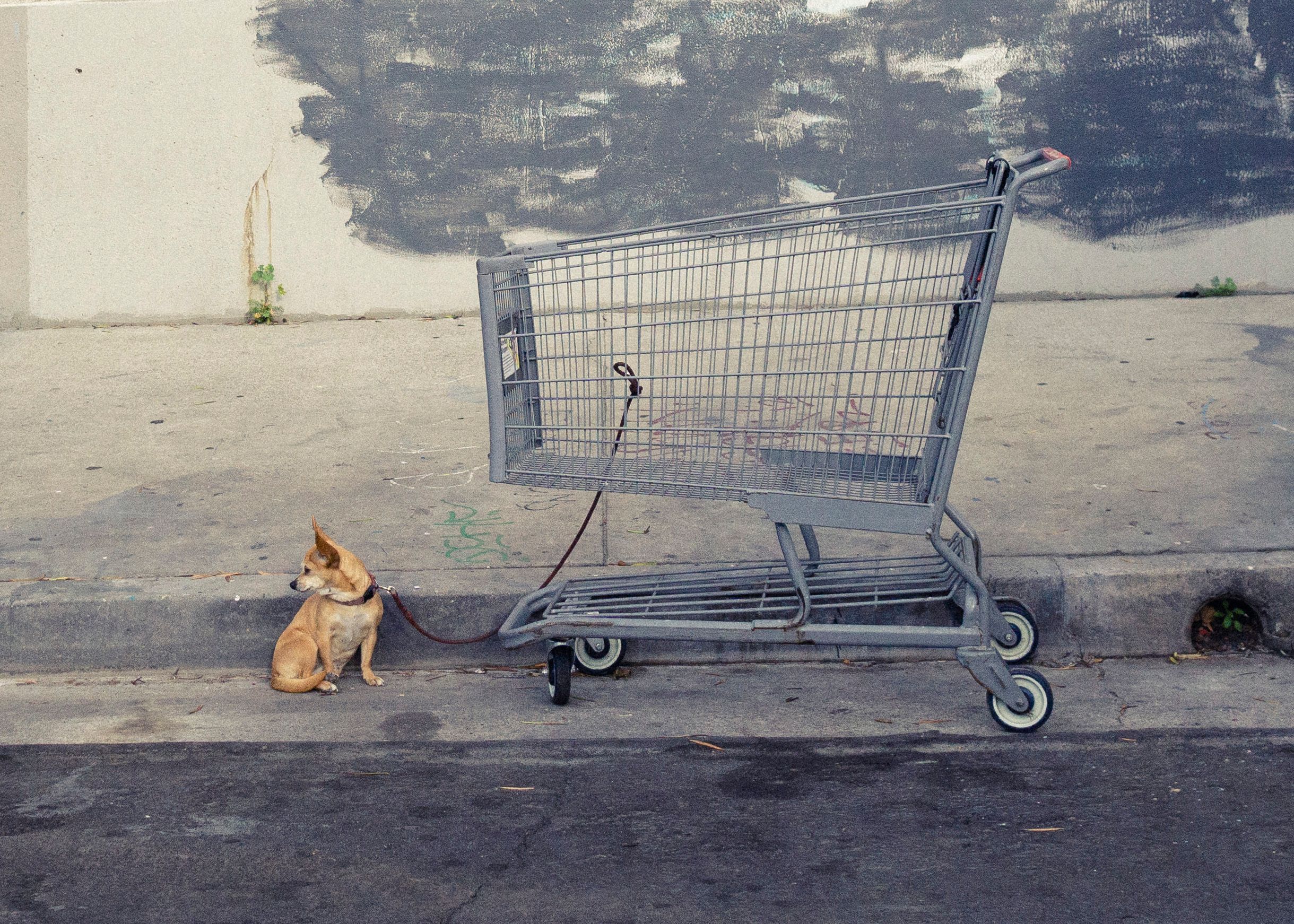 cart with dog